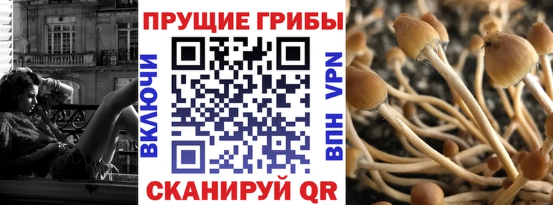 Купить закладки  Новохопёрск  Галлюциногенные грибы MAGIC MUSHROOMS 